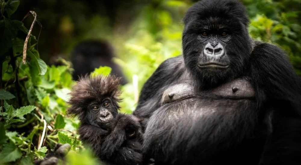 Gorilla Trekking Holiday Rwanda From Dubai