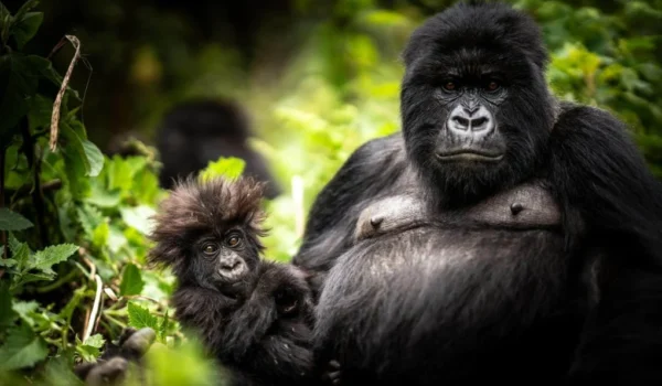 Gorilla Trekking Holiday Rwanda From Dubai
