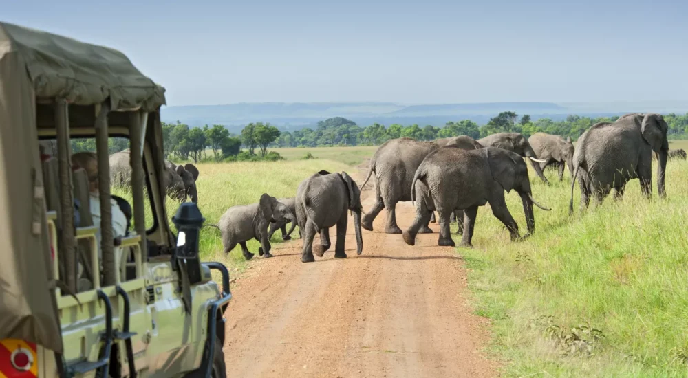 Self-Drive Vs Guided Safari In Africa: What USA Travelers Should Choose