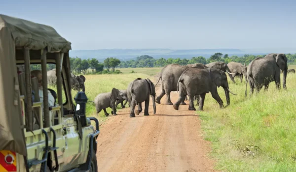 Self-Drive Vs Guided Safari In Africa: What USA Travelers Should Choose