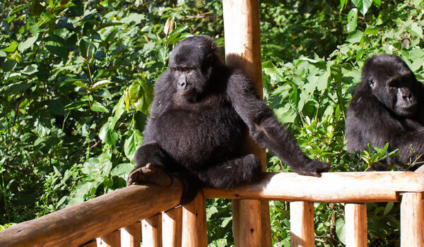 Luxury Gorilla Trekking Rwanda