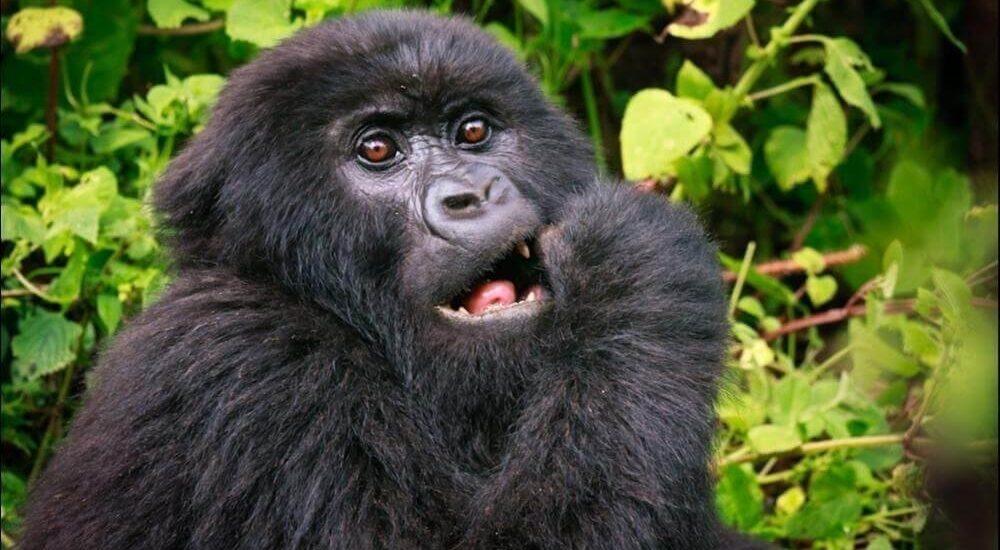 Best African Primate Safaris For USA Wildlife Lovers