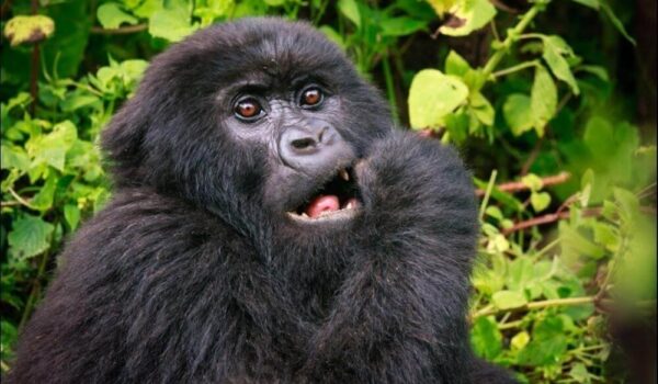 Best African Primate Safaris For USA Wildlife Lovers