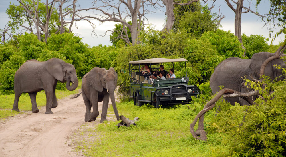 African Safari Travel On A Budget