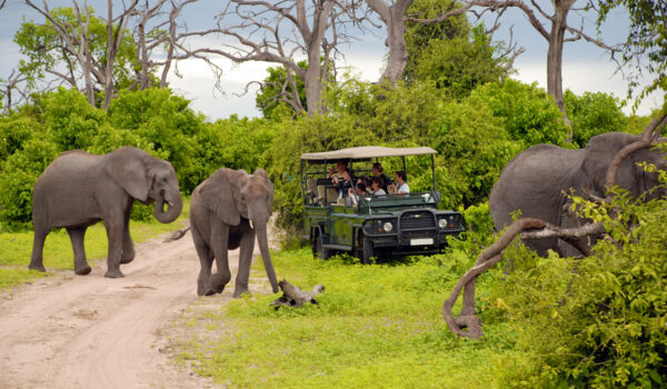 African Safari Travel On A Budget