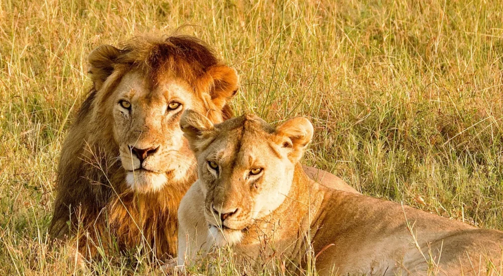 Serengeti Game Drive