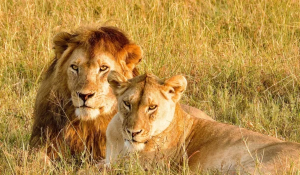 Serengeti Game Drive