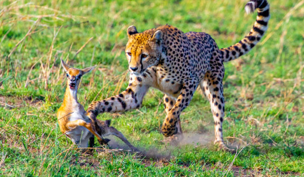 Tanzania Wildlife Safaris