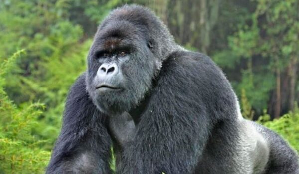 How To Book Gorilla Permits In Africa From The United States