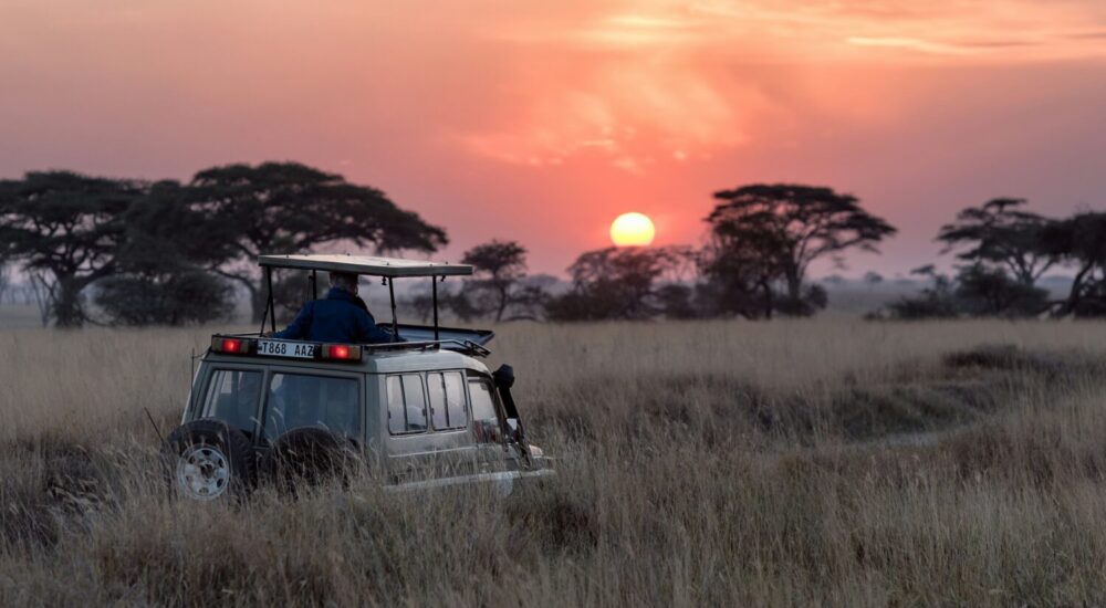 How Can I Plan A Wildlife Safari In Africa?