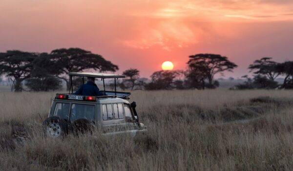 How Can I Plan A Wildlife Safari In Africa?