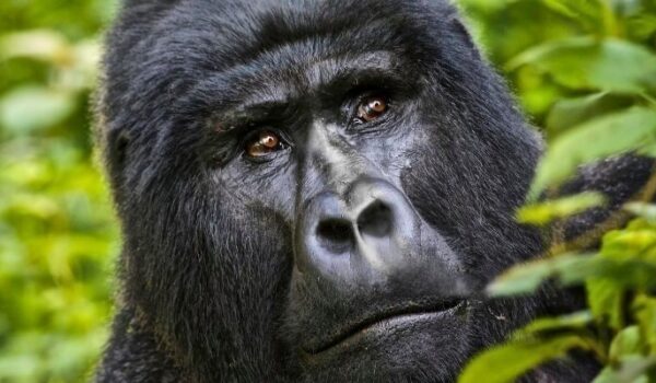 Gorilla Trekking | Monumental Expeditions And Safaris