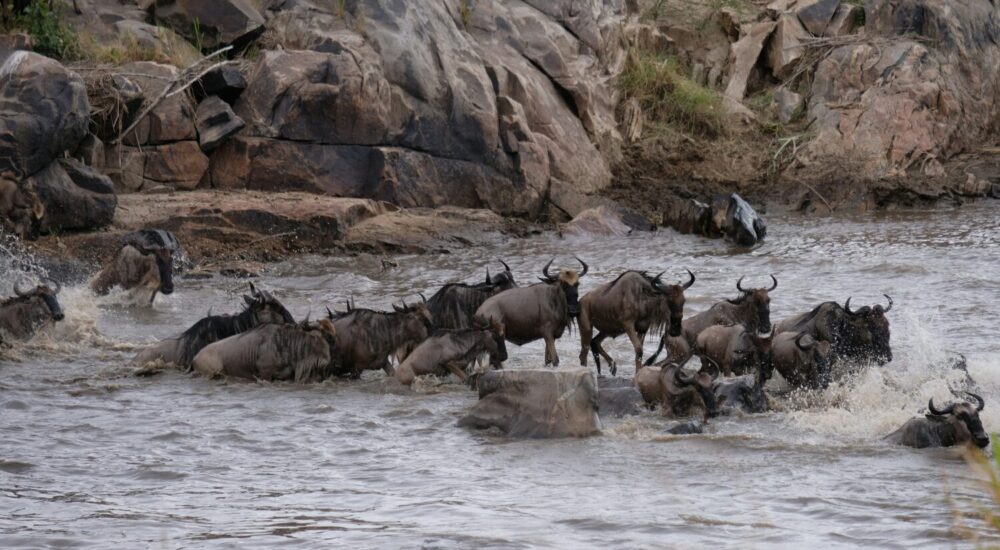 Best Places To See Wildebeest Migration In Africa