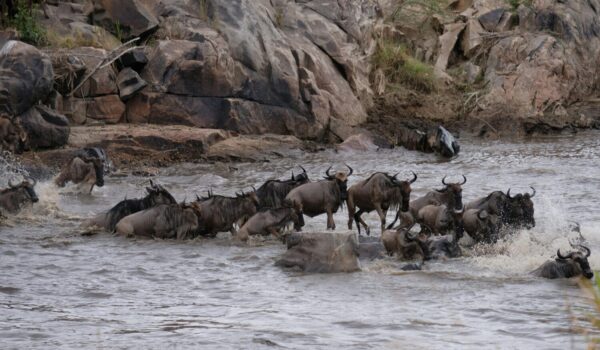 Best Places To See Wildebeest Migration In Africa