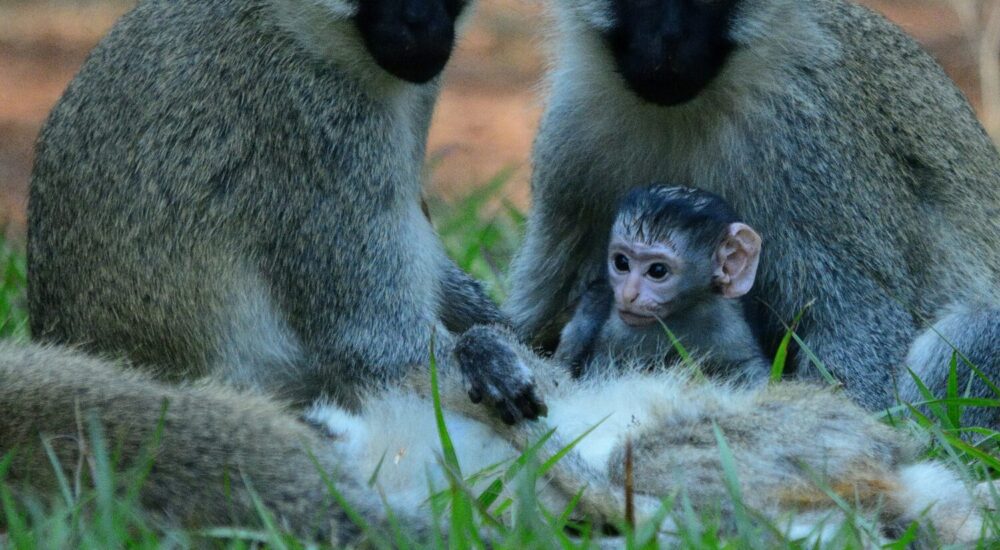 Uganda Wildlife Education Center Entebbe
