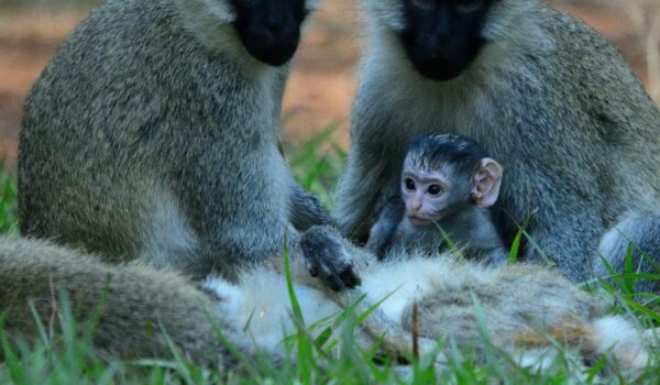 Uganda Wildlife Education Center Entebbe