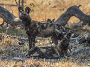 African wild dog sightings Kidepo Valley