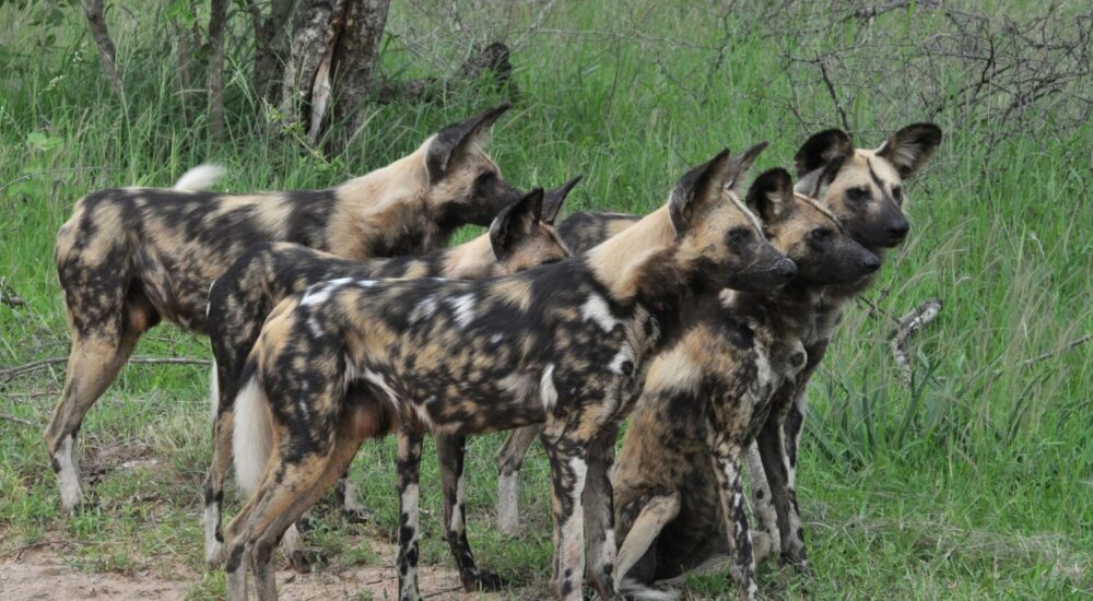 African Wild Dog Sightings Kidepo Valley