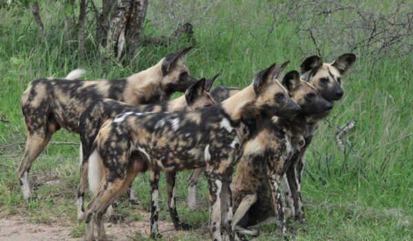 African Wild Dog Sightings Kidepo Valley