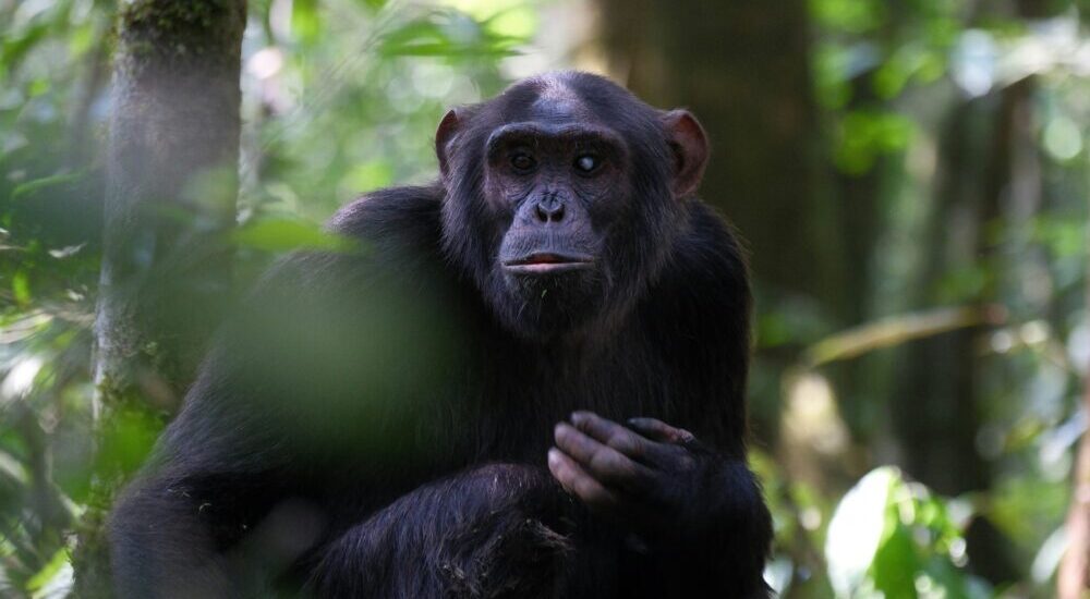 Best Places To See Chimpanzees In Africa
