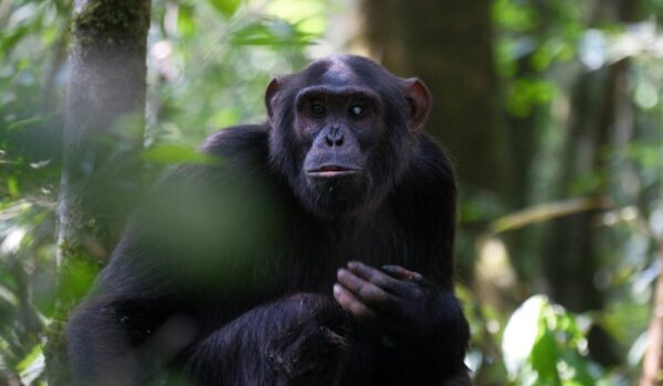 Best Places To See Chimpanzees In Africa