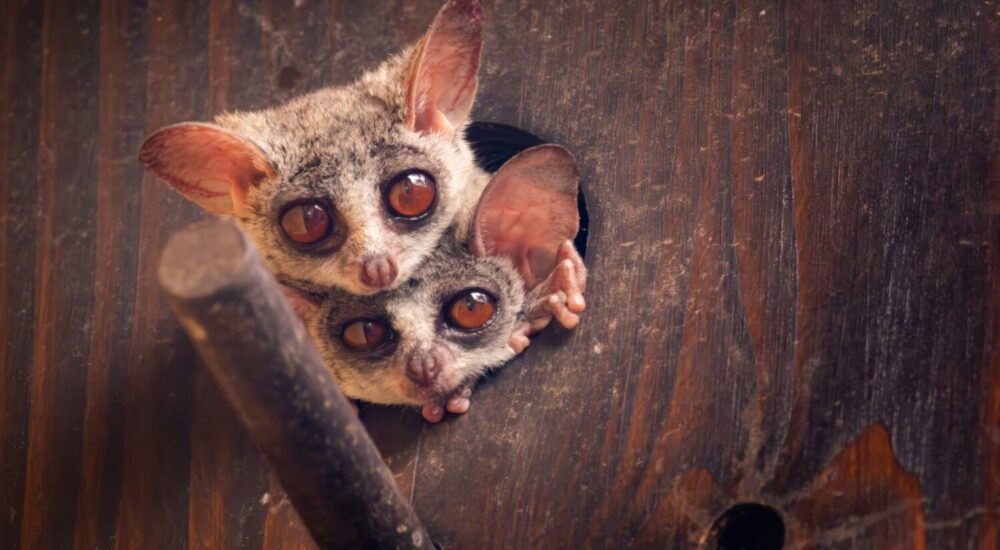 Uganda Nocturnal Primates