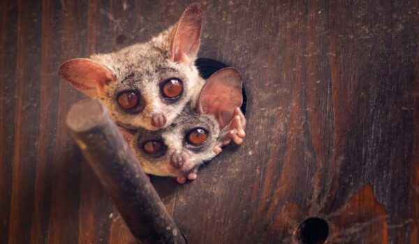 Uganda Nocturnal Primates