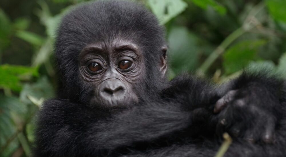Twin Gorillas Uganda