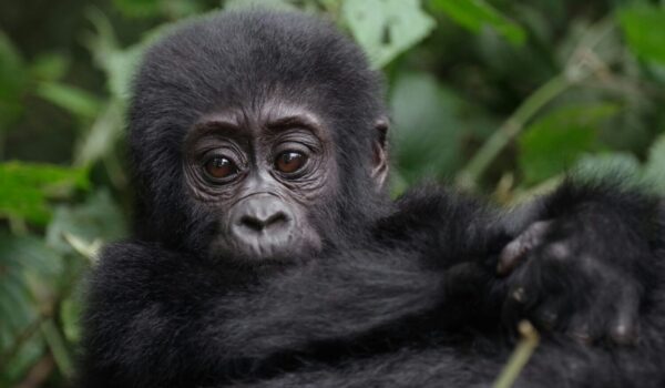Twin Gorillas Uganda