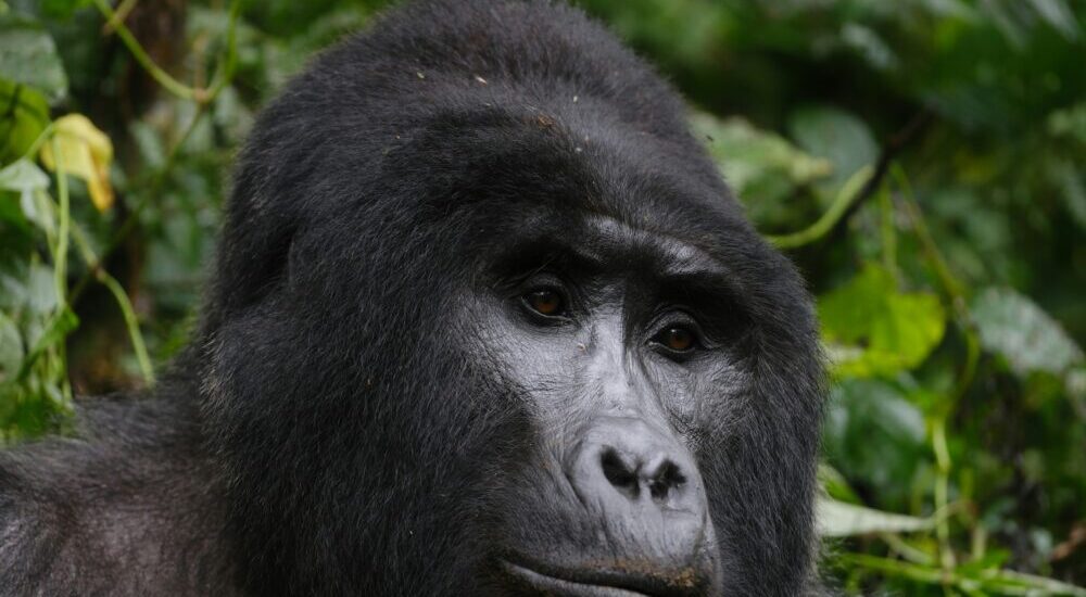Gorilla Trekking Cancelled