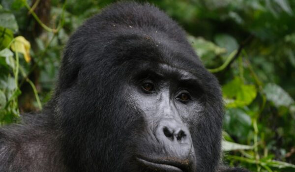 Gorilla Trekking Cancelled