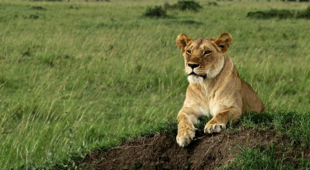 Safari Eco-certification