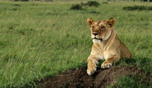 Safari Eco-certification