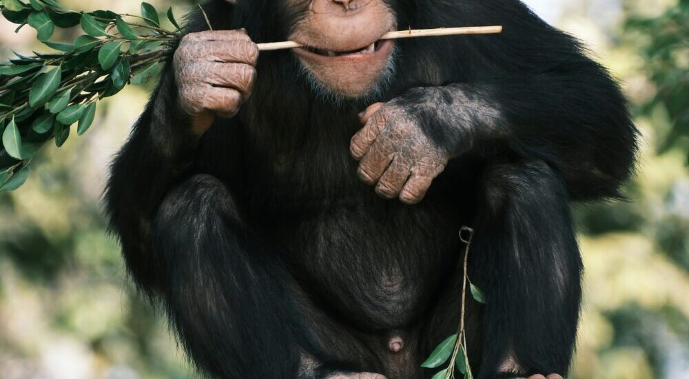 Gorilla Vs Chimpanzee Trekking