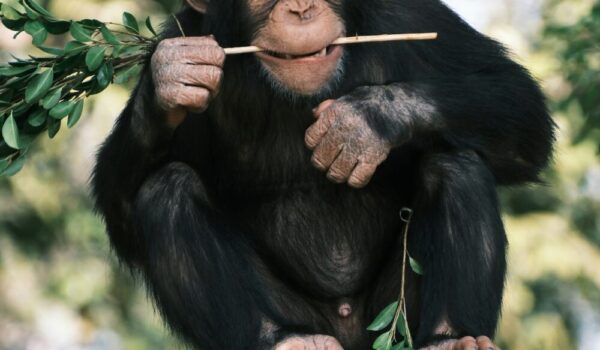Gorilla Vs Chimpanzee Trekking