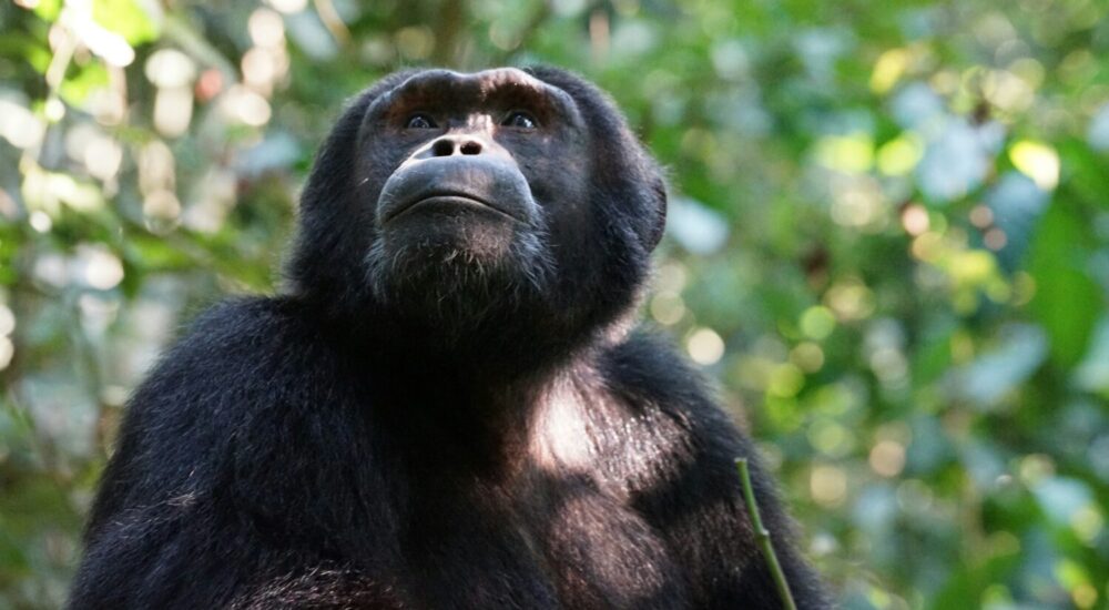 Chimpanzee Trekking Kibale