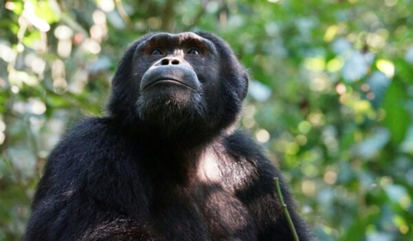 Chimpanzee Trekking Kibale