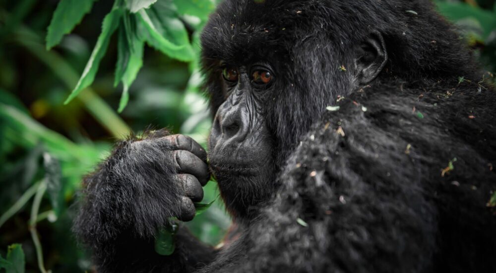 DRC Gorilla Permit Cost