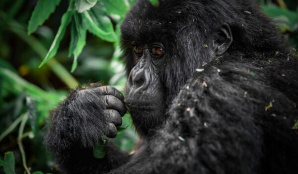 DRC Gorilla Permit Cost
