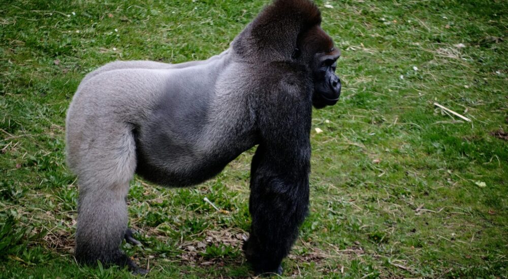 Dian Fossey Gorilla Fund International