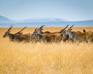 Eland Topi Lake Mburo
