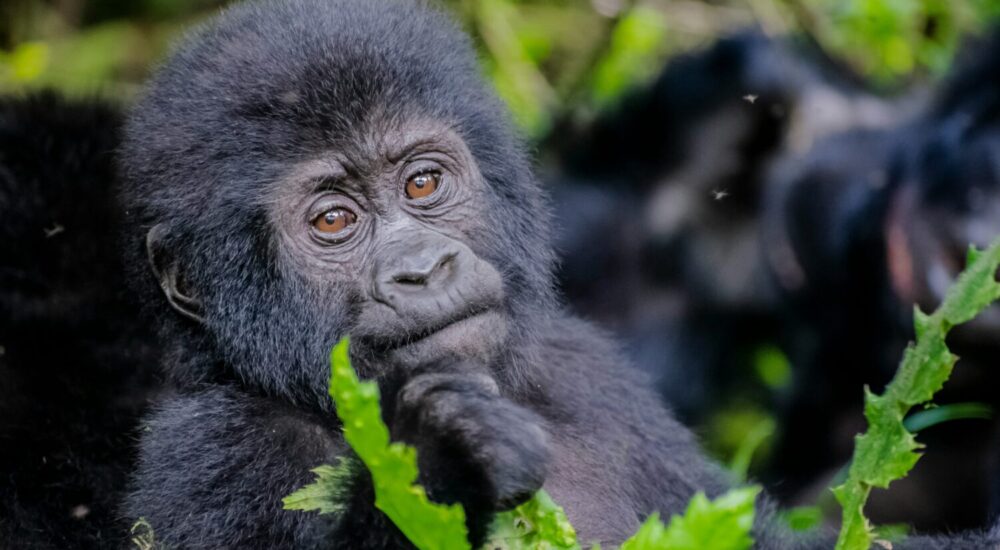 Gorilla Baby Birth Uganda
