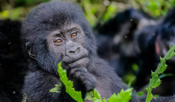 Gorilla Baby Birth Uganda