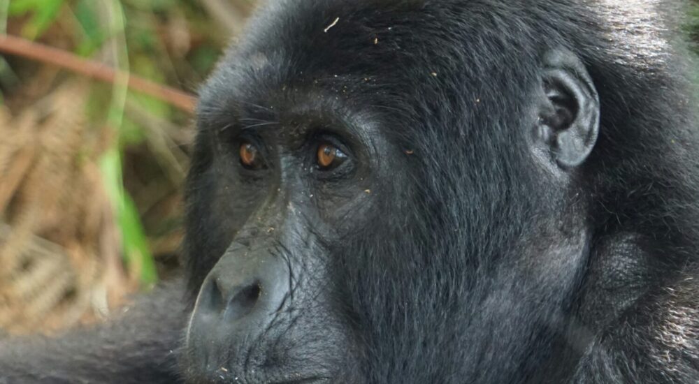 Nkuringo Sector Bwindi