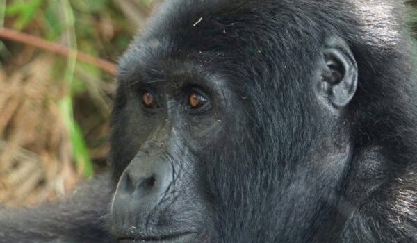 Nkuringo Sector Bwindi