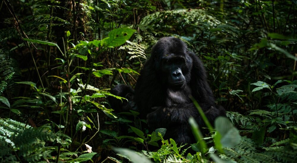 Gorilla Nest Building