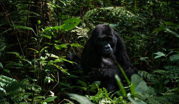 Gorilla Nest Building