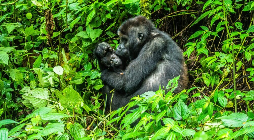 Can Gorillas Learn Sign Language