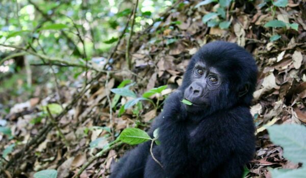 Do Gorillas Swim