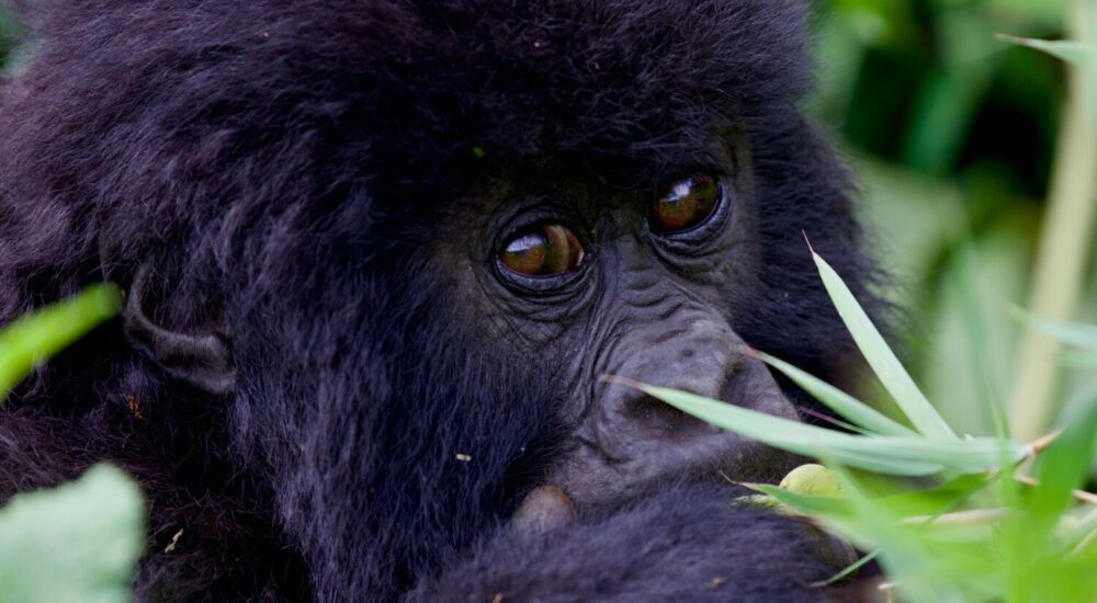 Gorilla Trekking In 2026